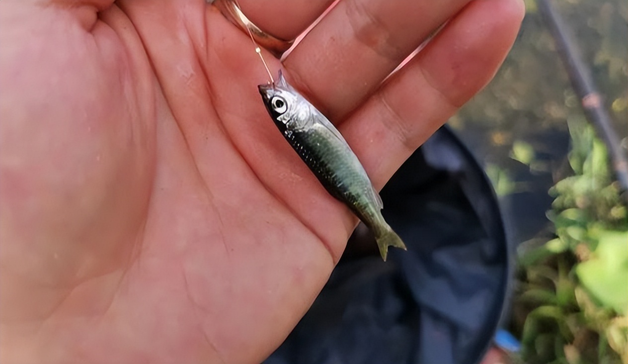 饵料|夏季野钓见不到大鱼,不妨试试钓白条,比钓大鱼还爽