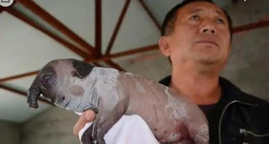 从科学的角度看,“牛生麒麟,猪生象”到底是怎么回事?