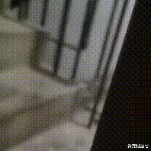 那只自己钻进猫包，被宠物猫驱赶也不离开的流浪猫，终于有家了