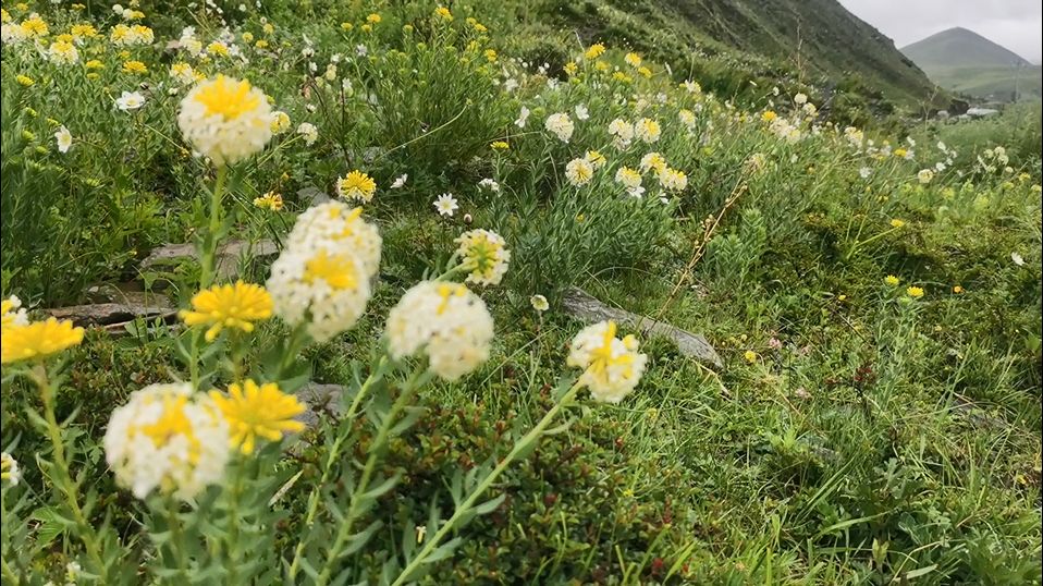 塔公草原上的花花草草