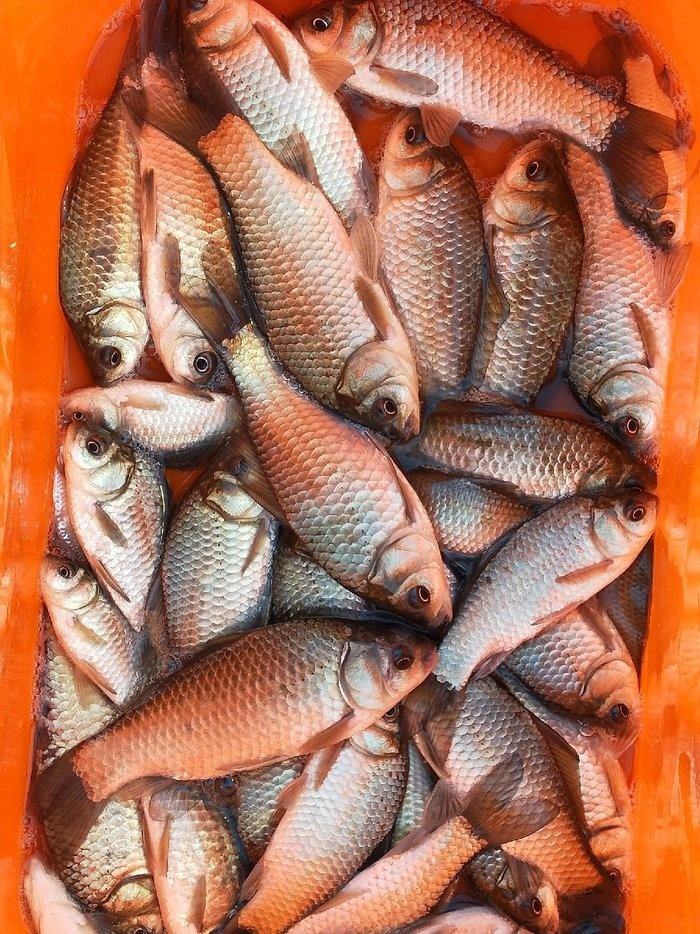 CPU|野钓决定爆护的几个因素