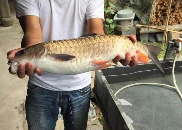 |体型似草鱼,曾经默默无闻,今在钓友圈火了,被称为“淡水之王”