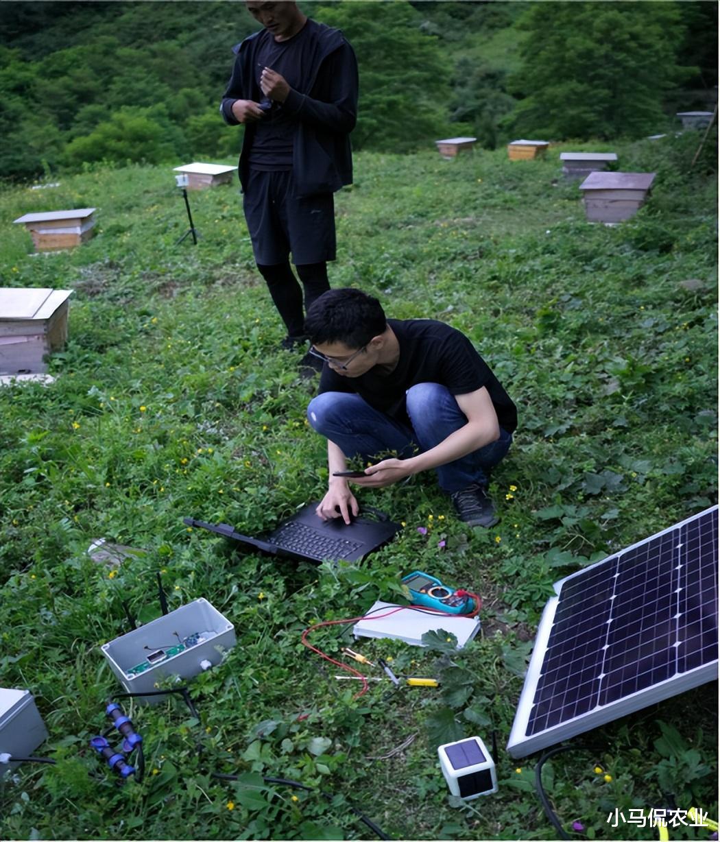 三星|大叔4寸手机养蜜蜂死亡率降80%，智能蜂箱24小时慢直播，轻松致富