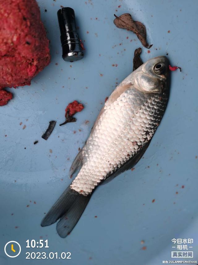 饵料|2023年第一钓,酣畅淋漓!