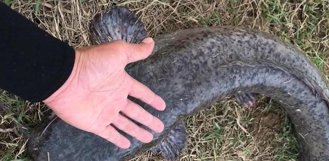 |男子野钓收获10斤大鱼，没来得及高兴就被告知不能吃，怎么回事？