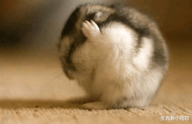 运势|1月19号到1月31号，生肖鼠运势红红火火，事业运上涨发大财