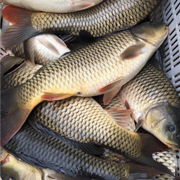 |你应该知道痛风这5个误区