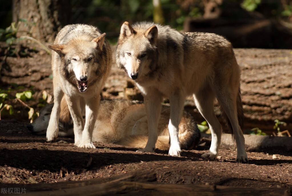 恶狼|新婚夫妇去西藏度蜜月！遭遇五只恶狼追击，最终不敌狼群命丧高原！