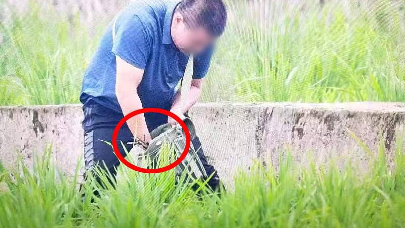太离谱！一度被宣布绝迹的彩鹮 ，现身后竟被7人为了吃“野味”猎杀