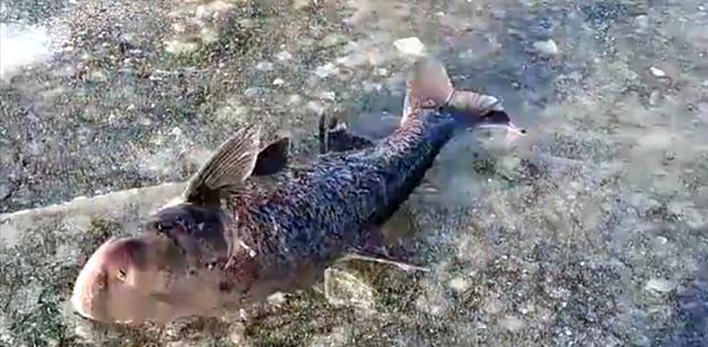 pc端卡牌类|北方垂钓的新花样,众人齐聚在冰面上,不中鱼则罢中鱼就是大货