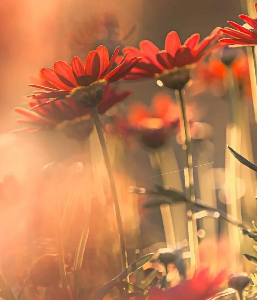 培训机构|她做了小三，却让人讨厌不起来