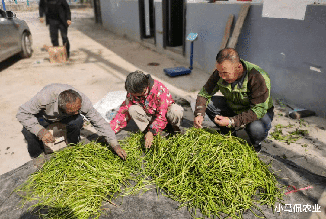 大叔把喂猪的红薯梗卖韩国1亩挣600,烘干加工1年竟卖300万,凭啥