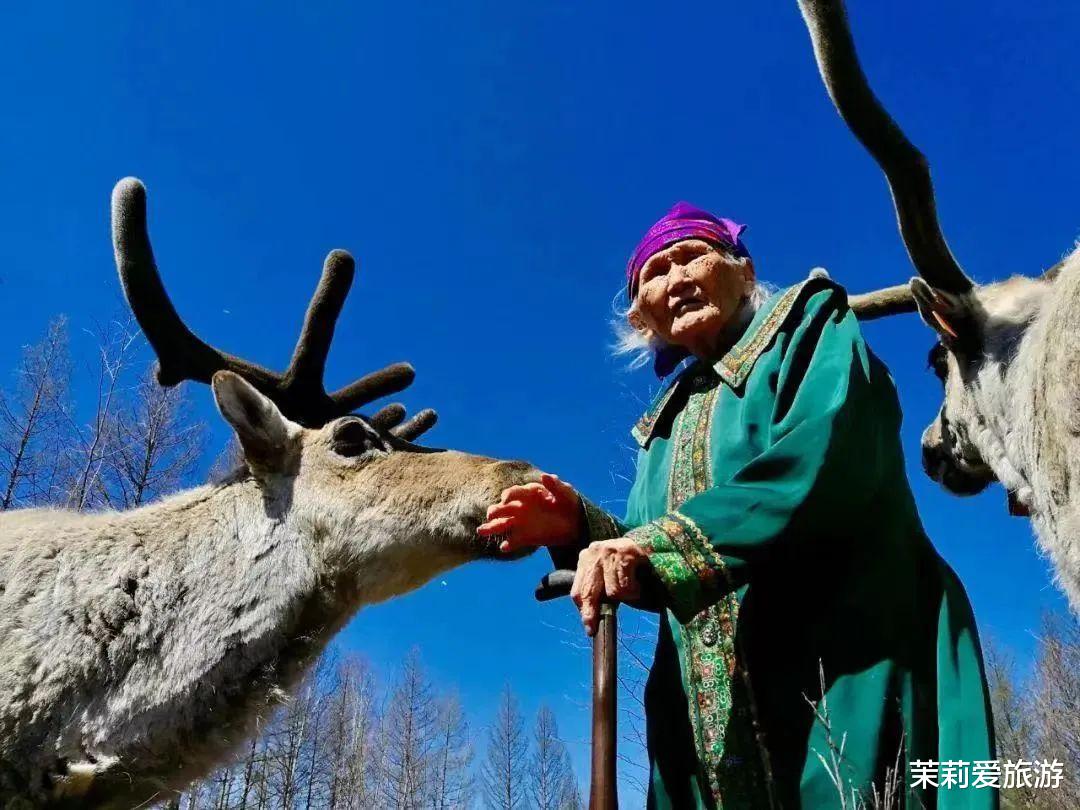 驯鹿|“中国最后的女酋长”离世,不用手机,在深山养驯鹿