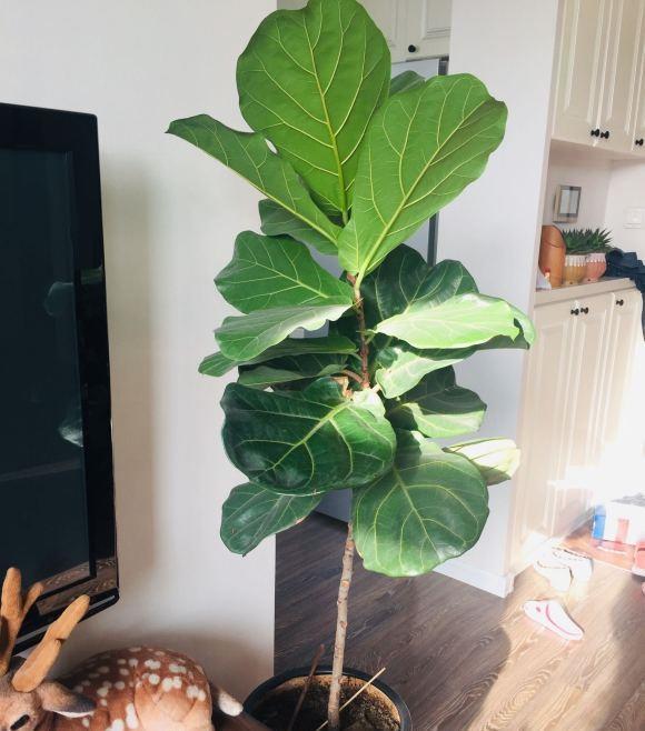 高颜值,好养护的“8种绿植”,提高客厅档次,家居装饰必备