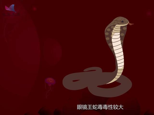 它是世界上最大的毒蛇,最长可达6米,最大的天敌竟然是自己