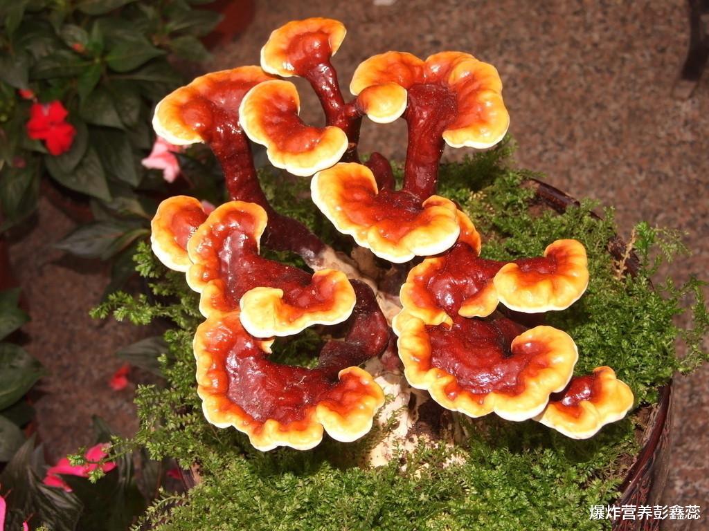 枸杞|长期吃灵芝袍子粉,可调节内分泌、改善失眠、增强机体免疫力?