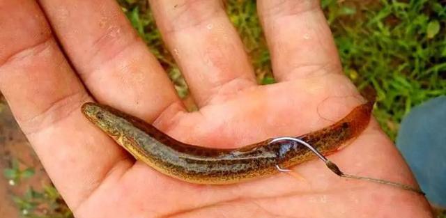 湖北|湖北一群人垂钓开挂,在水边直接就被抓走了,原来是“泥鳅党”