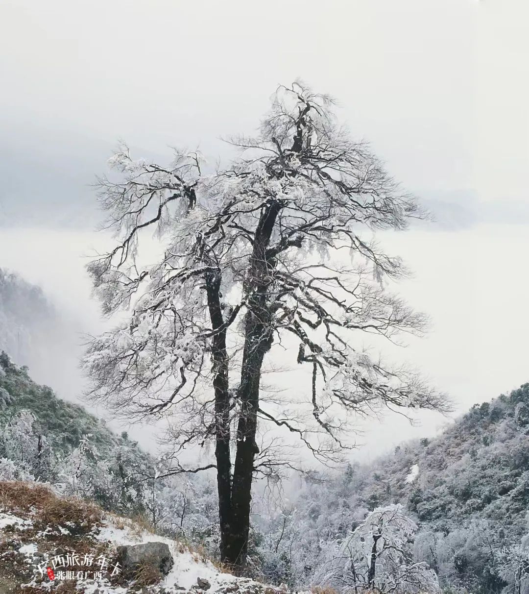 浙江省|你好，十二月！共赏冬酿的时光！| 广西旅游年卡