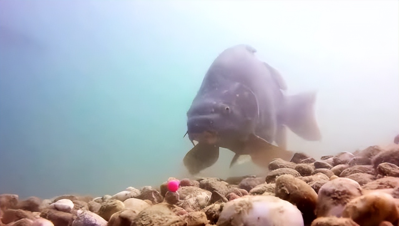 饵料|大钩、素饵能避开小杂鱼闹窝吗?实战没啥效果,不如用这一招