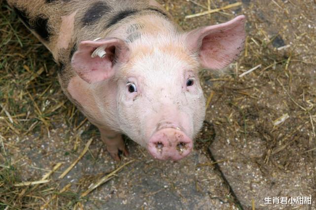 粉色|手握聚宝盆,背靠摇钱树,属猪人占据天时地利人和发财不是梦