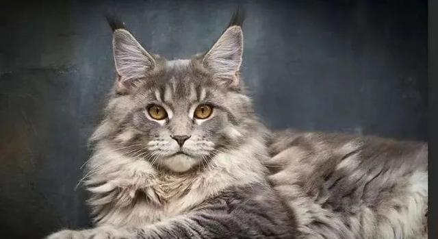 23万缅因猫坠亡，保姆被追责抵扣9000块钱，保姆：我是一个大冤种