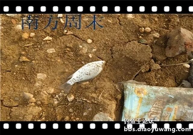 饵料|雨水节气春风劲，沙河一行爽拉鲫