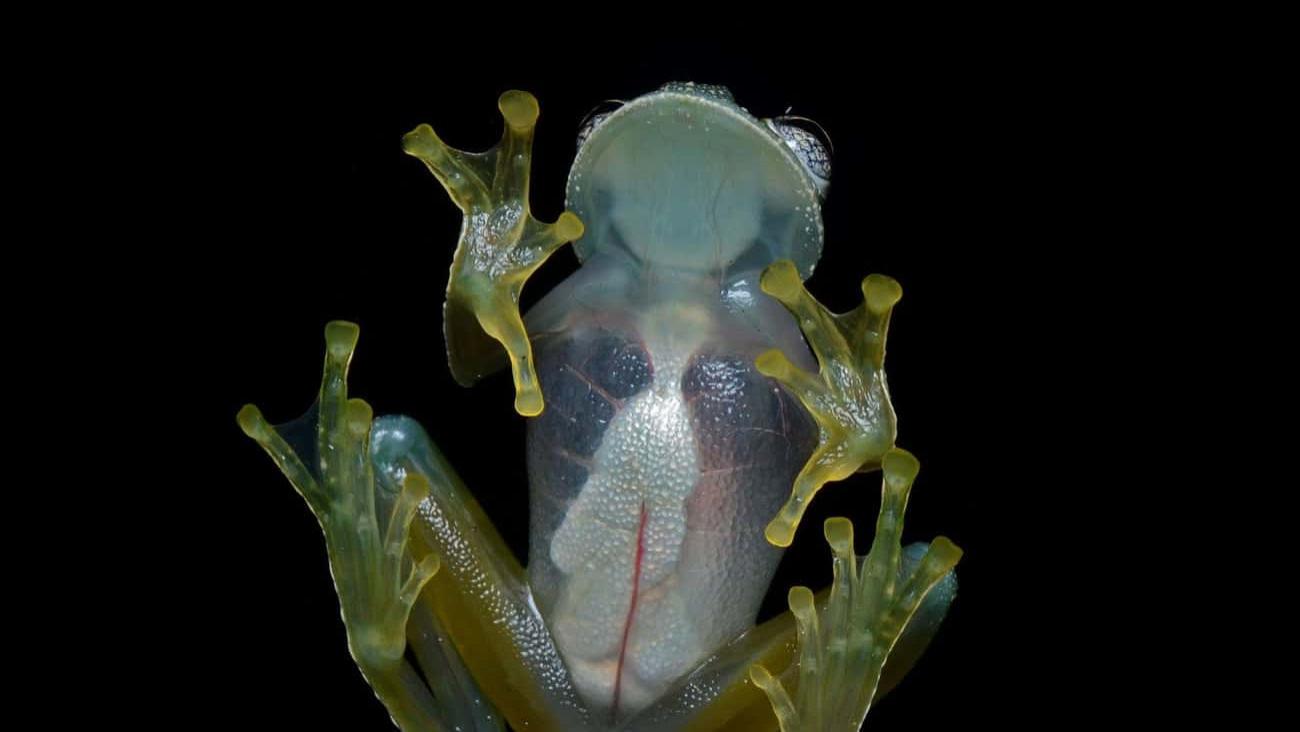 历史上最疯狂的动物实验案例