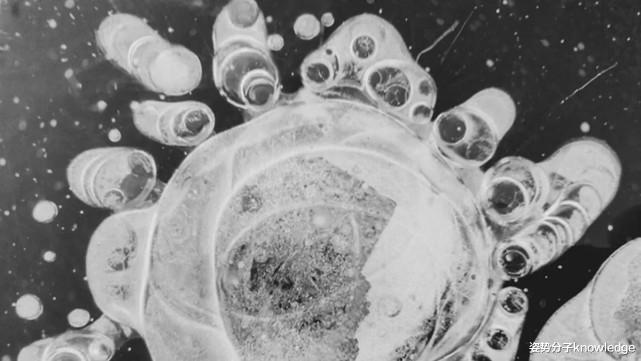 远古病毒被复活,来自48500年前!科学家:人类要警惕