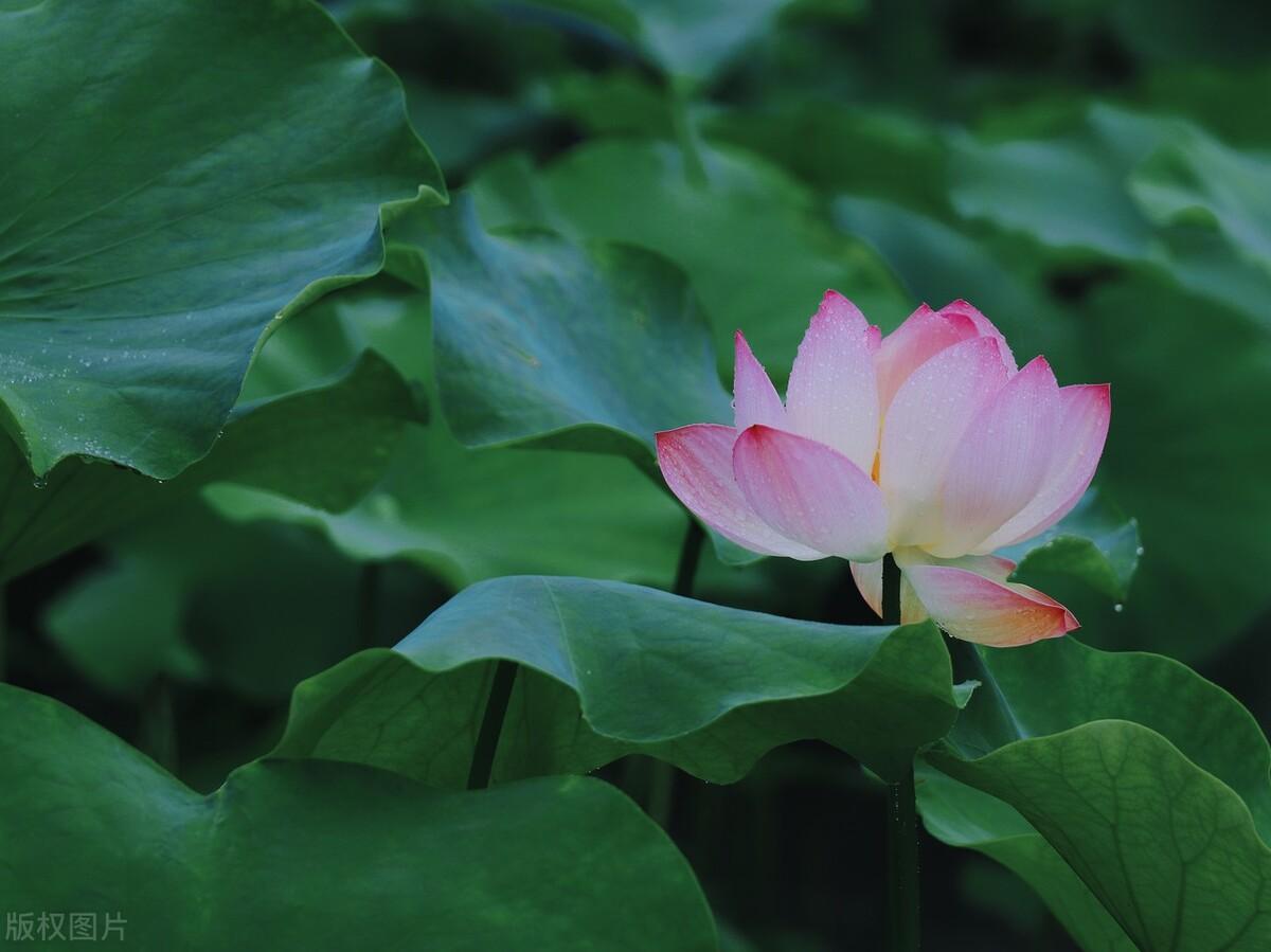 宫岛|郭进拴|龙湖赏荷记