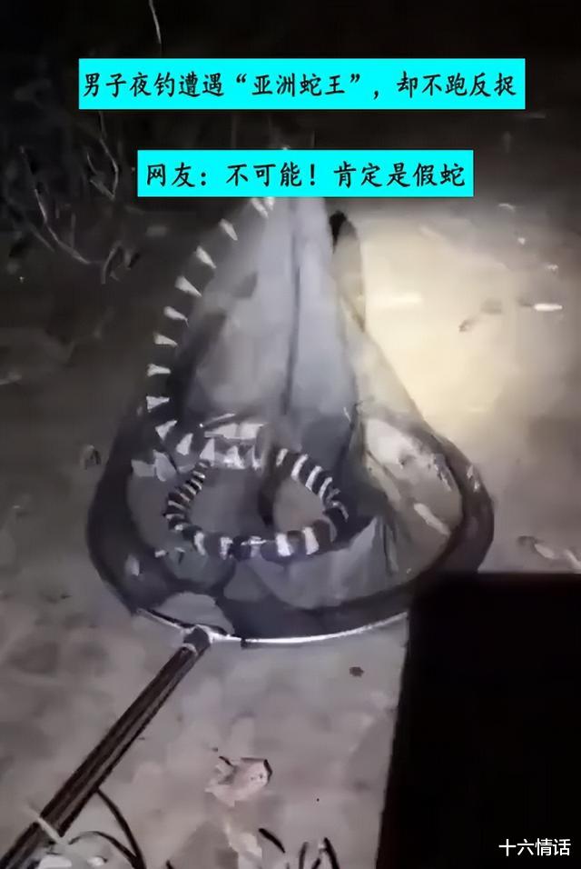 饵料|手抓银环蛇?广西男子夜钓遇到银环蛇不跑反捉,网友:肯定是假蛇