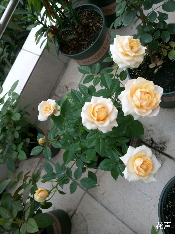 阳台养啥花好?养棵“彗星王阳台”吧,花朵又美又香,四季有花看