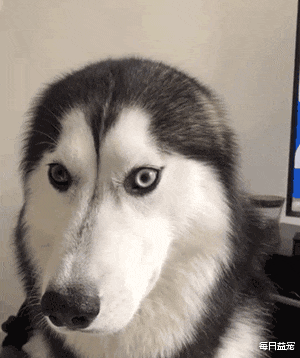 二哈精力过盛难驯服，被主人拉到集市上卖，看到眼睛后没人敢收