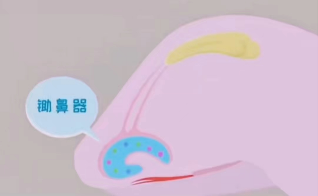 奇妙的动物世界