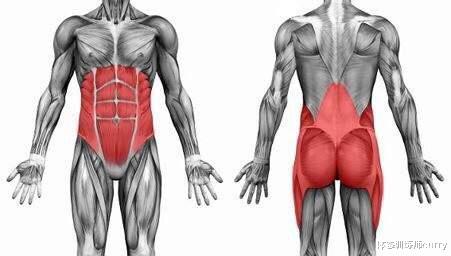 运动|常说“收紧核心”,核心究竟是什么?这篇文章带你了解核心肌肉