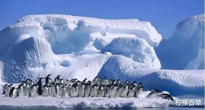 未知生物现身南极洲,而且不止一个!南极真的存在外星基地?
