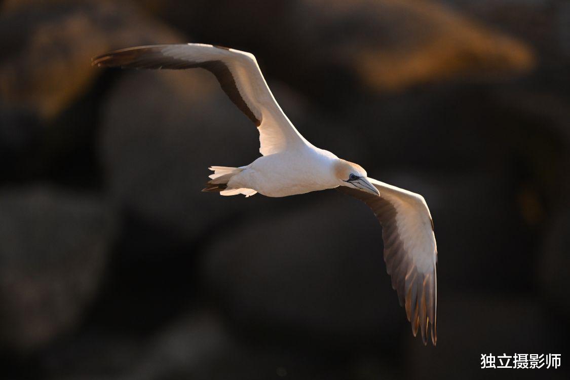 蓝牙耳机|尼康Z 800mm f/6.3 VR S镜头正式发布