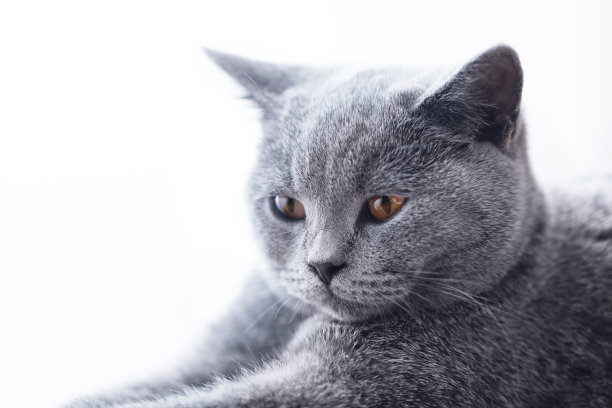养猫比养狗多要费钱，美容的原则又是什么