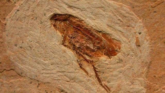 地球上活了4亿年的无敌生物,核弹炸不死它,头没了还能活