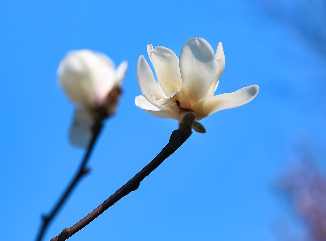 用了这6个拍摄方法,实拍24张白色玉兰花的照片,有没有你喜欢的照片?
