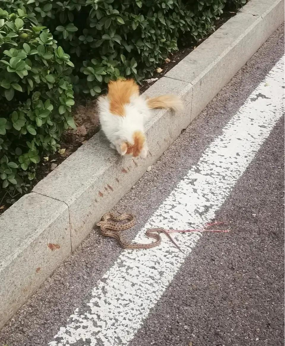 小橘猫是真的凶,蛇真的是毫无还手之力啊