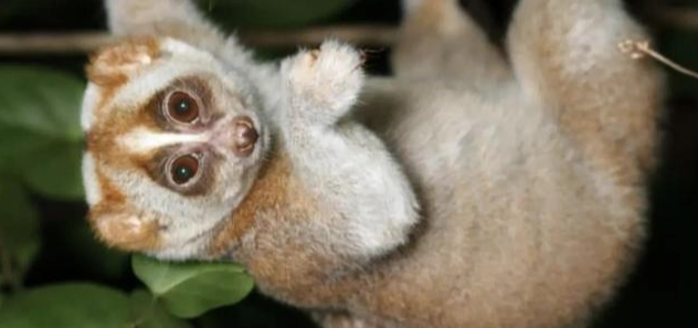 懒猴:世界上唯一有毒的猴子,学习眼镜蛇喷射毒液,却是保护自己