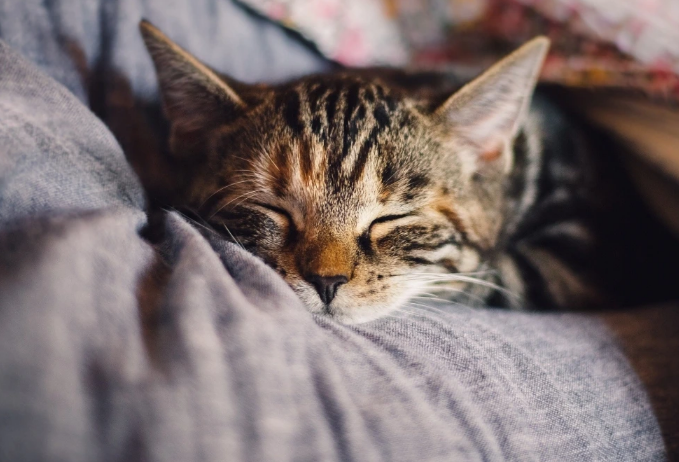 脂肪肝 猫减肥要注意!不吃饭原因和可能出现3种脂肪肝问题!