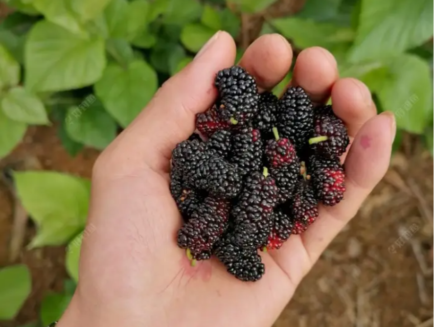 空军|钓草鱼的季节来了！推荐几种好用的鱼饵，“大草”见了很爱吃