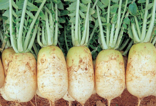 甲状腺|“散结大户”已公布,是醋的10倍,医生:常吃1素,甲状腺或“红润如初”