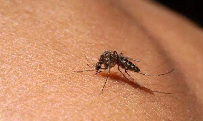20天后，将20％的蚊子拿去“烤”，它们还有几个能活下来？