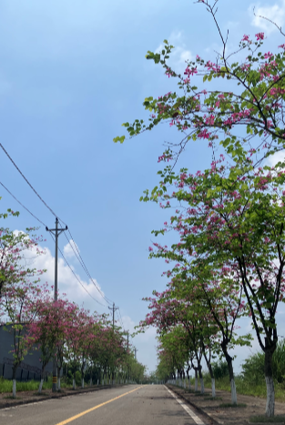 我像雪糕一样融化在这个正午