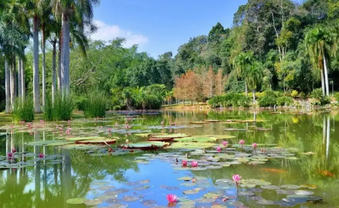 西双版纳|这个地方你来了就不想走