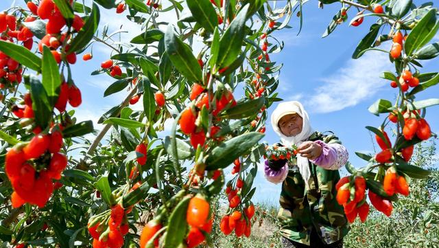 枸杞|孙思邈:枸杞的“黄金搭档”,睡前嚼一口,让你一战成名