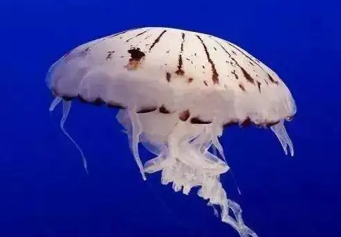 你知道吗?沙漠乌龟转角遇到爱,世界最小伞兵上演怪奇物语,动物超能力