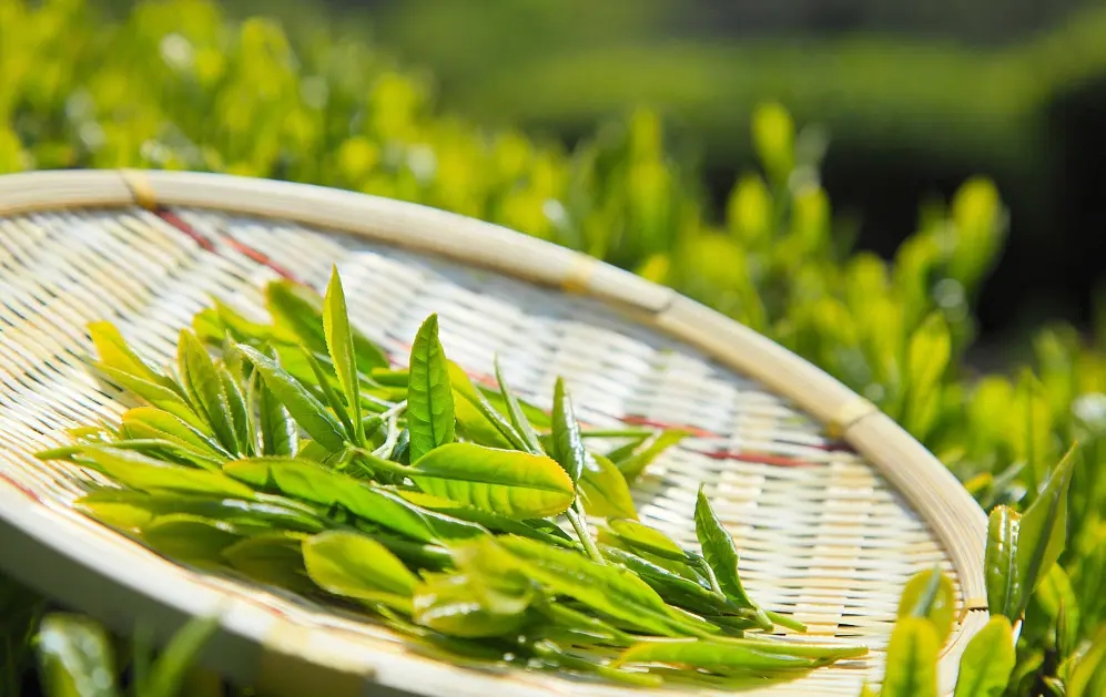 骨关节炎|关于茶的冷知识